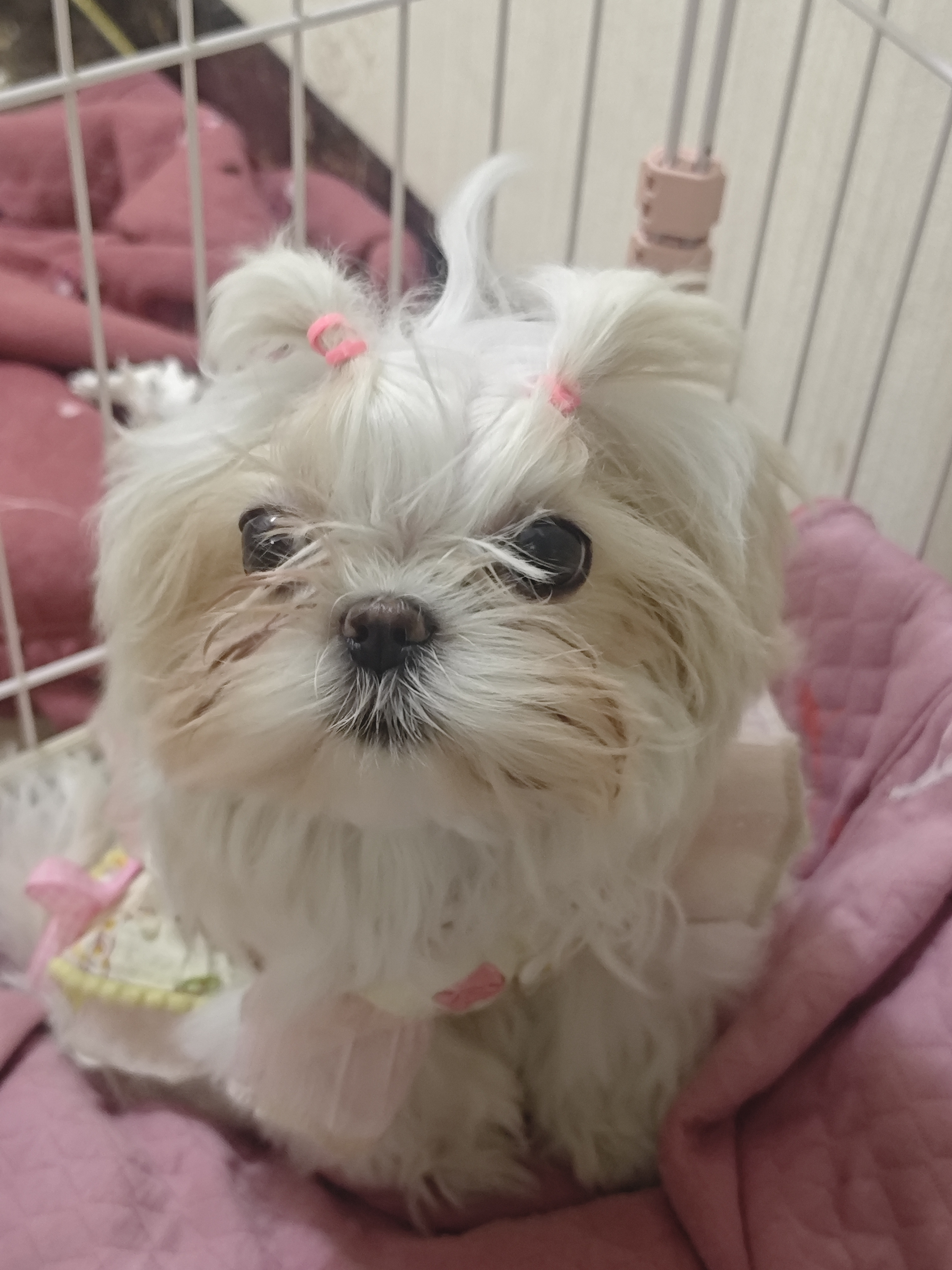 西施妹妹，小体型